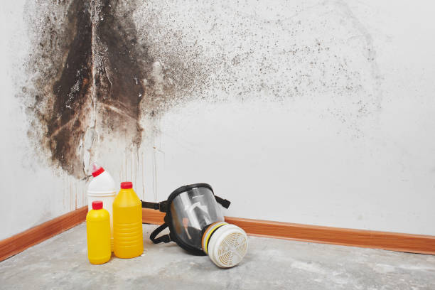 Mold Removal and Inspection in Halfway, MD