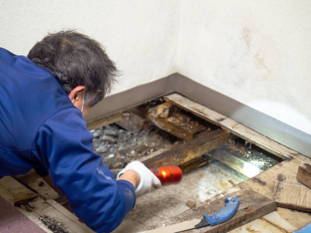 Best Attic Mold Removal  in Halfway, MD