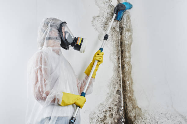 Best Mold Removal and Inspection  in Halfway, MD