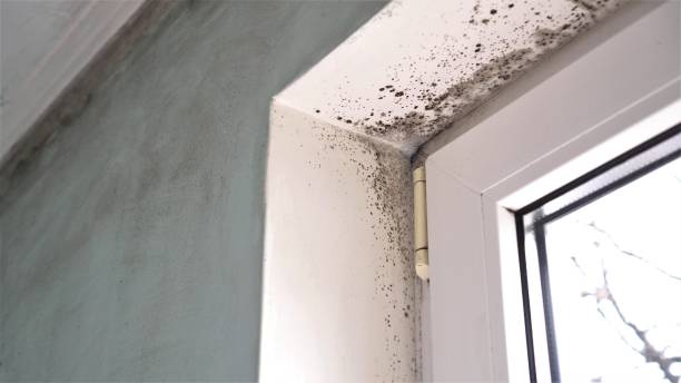 Best Mold Inspection  in Halfway, MD
