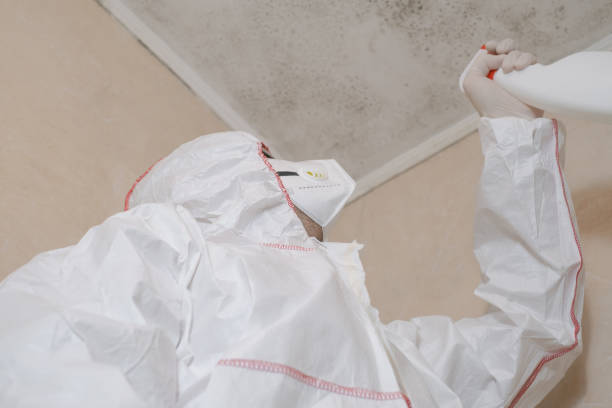 Best Mold Removal Company Near Me  in Halfway, MD