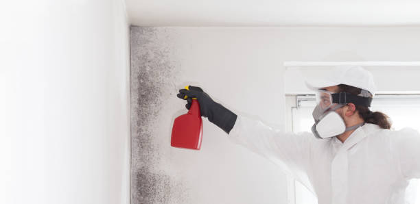 Best Professional Mold Removal  in Halfway, MD