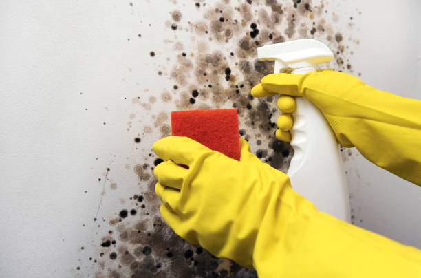 Best Black Mold Removal  in Halfway, MD