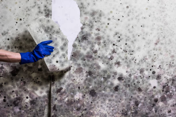 Best Commercial Mold Removal  in Halfway, MD