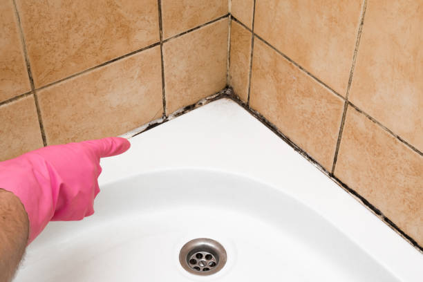 Best Same-Day Mold Removal  in Halfway, MD
